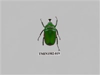 藏品(臺灣扇角金龜)的圖片